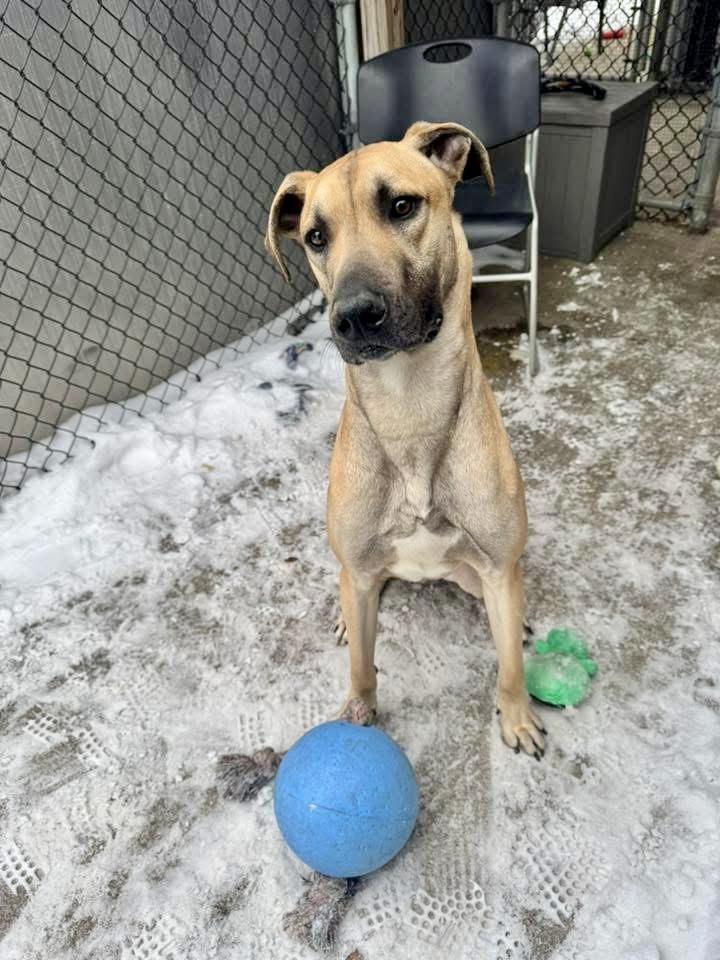 Enlarge Zane, a ADOPTABLE mixed breed in Chicago, IL image 4/5