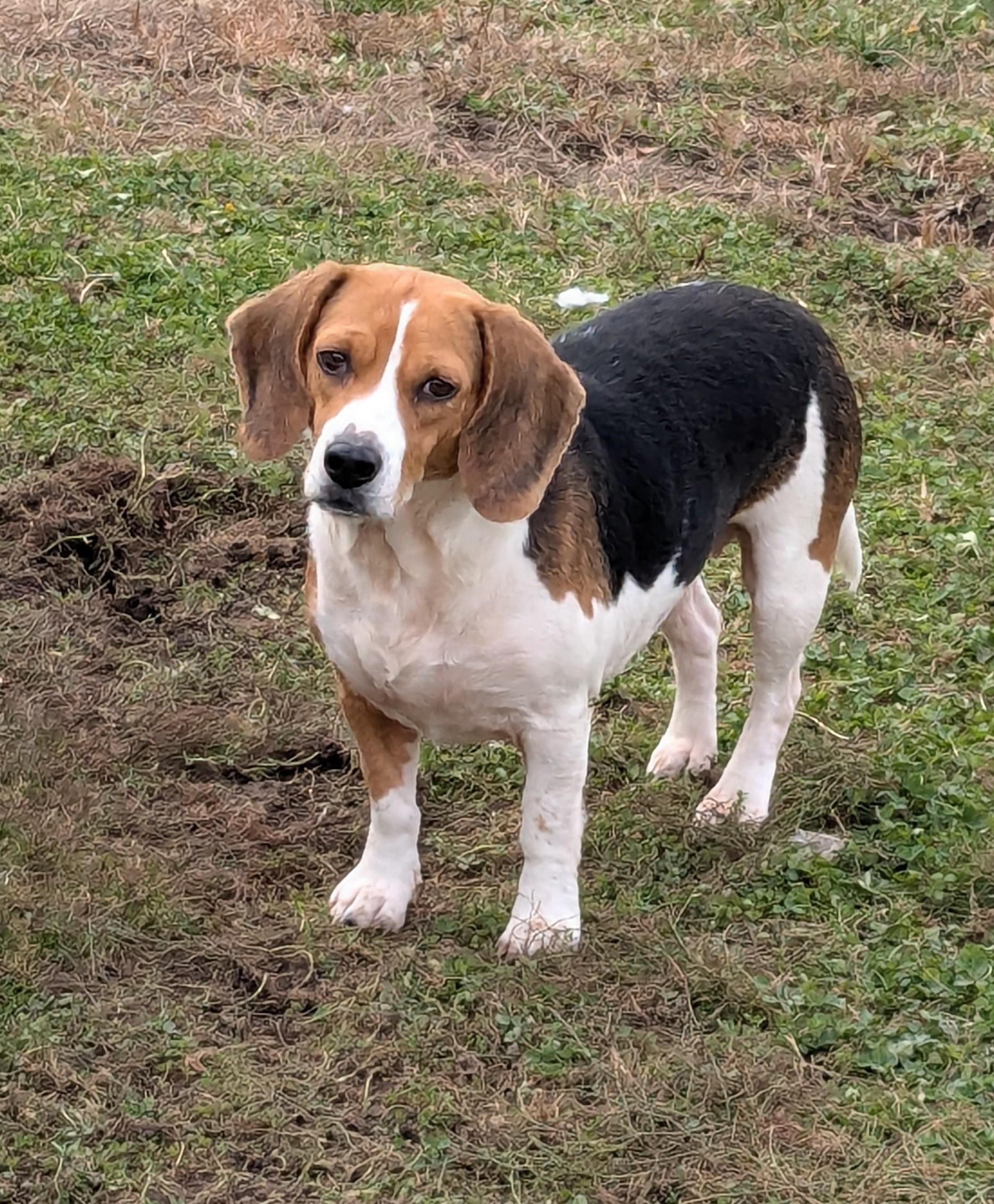 Fig, a Adoptable Beagle in Liberty Center, OH image 1/6