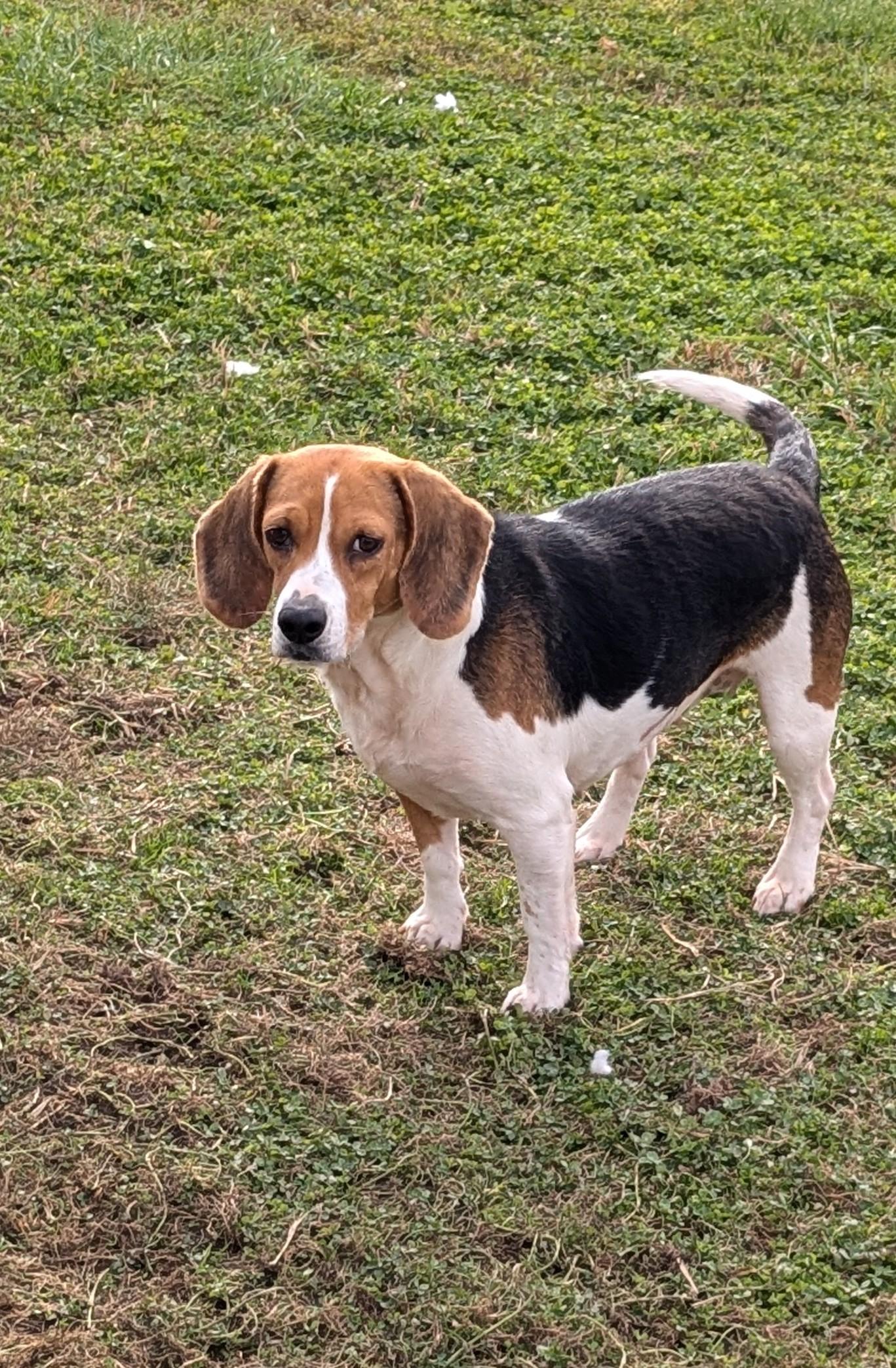 Fig, a Adoptable Beagle in Liberty Center, OH image 2/6