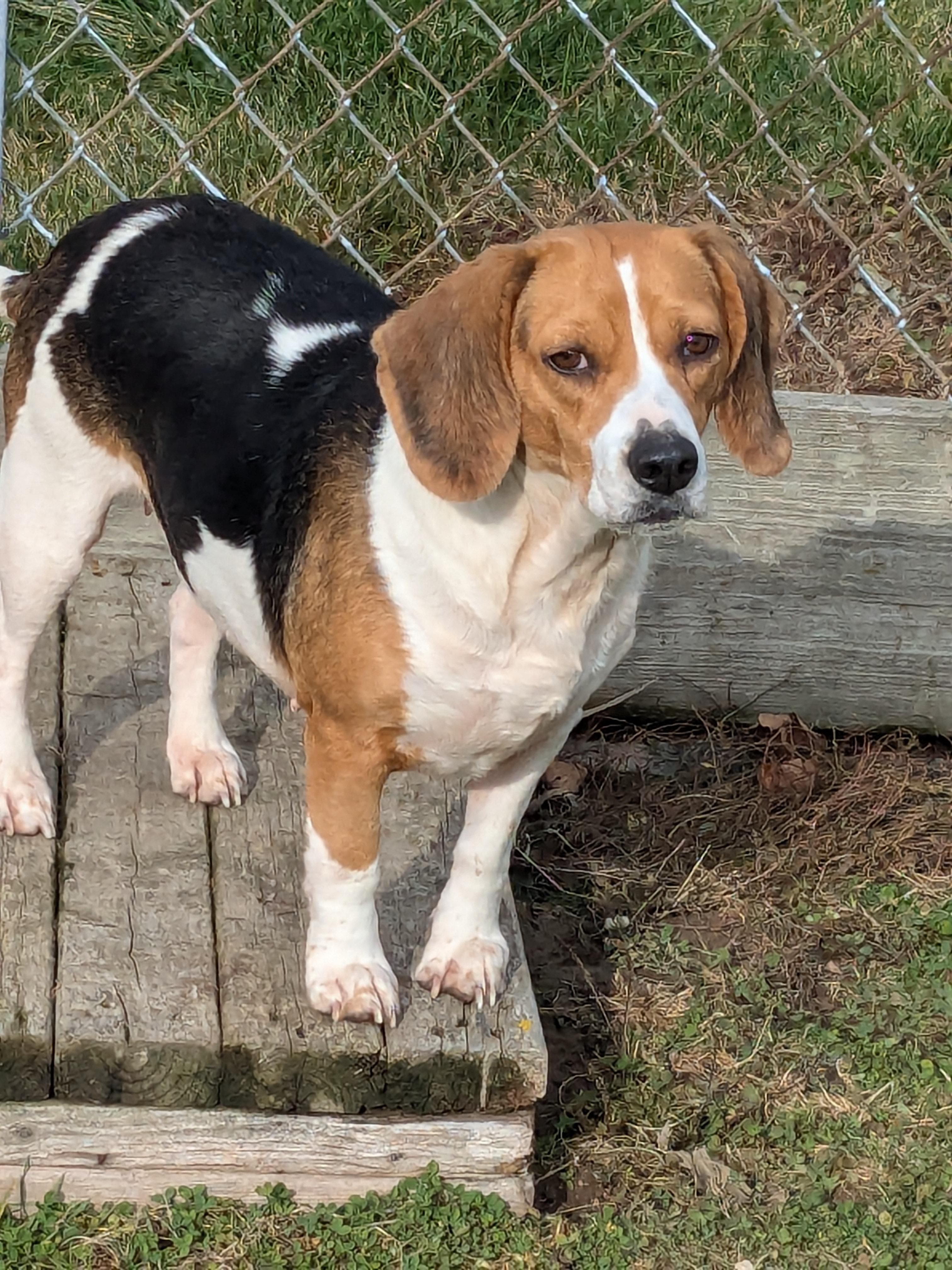 Fig, a Adoptable Beagle in Liberty Center, OH image 3/6