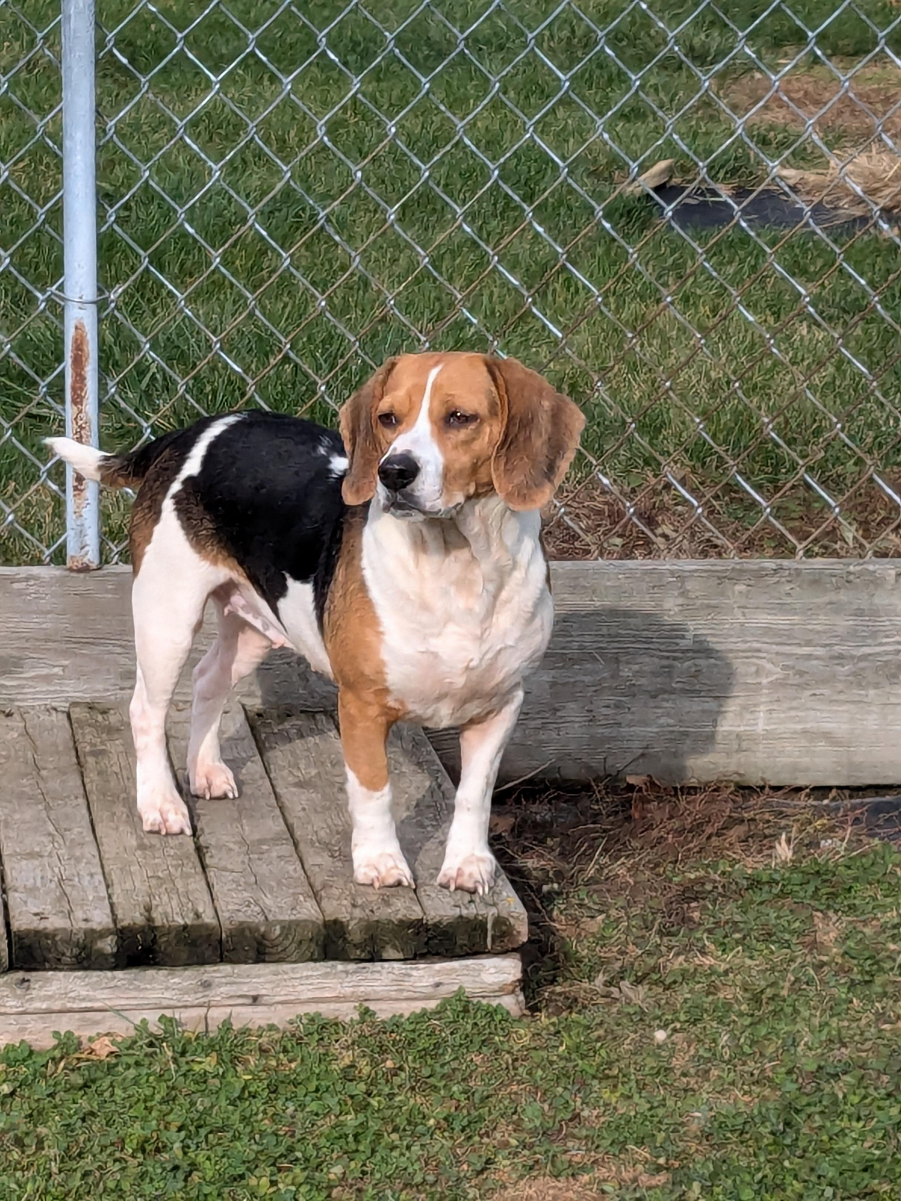 Fig, a Adoptable Beagle in Liberty Center, OH image 4/6