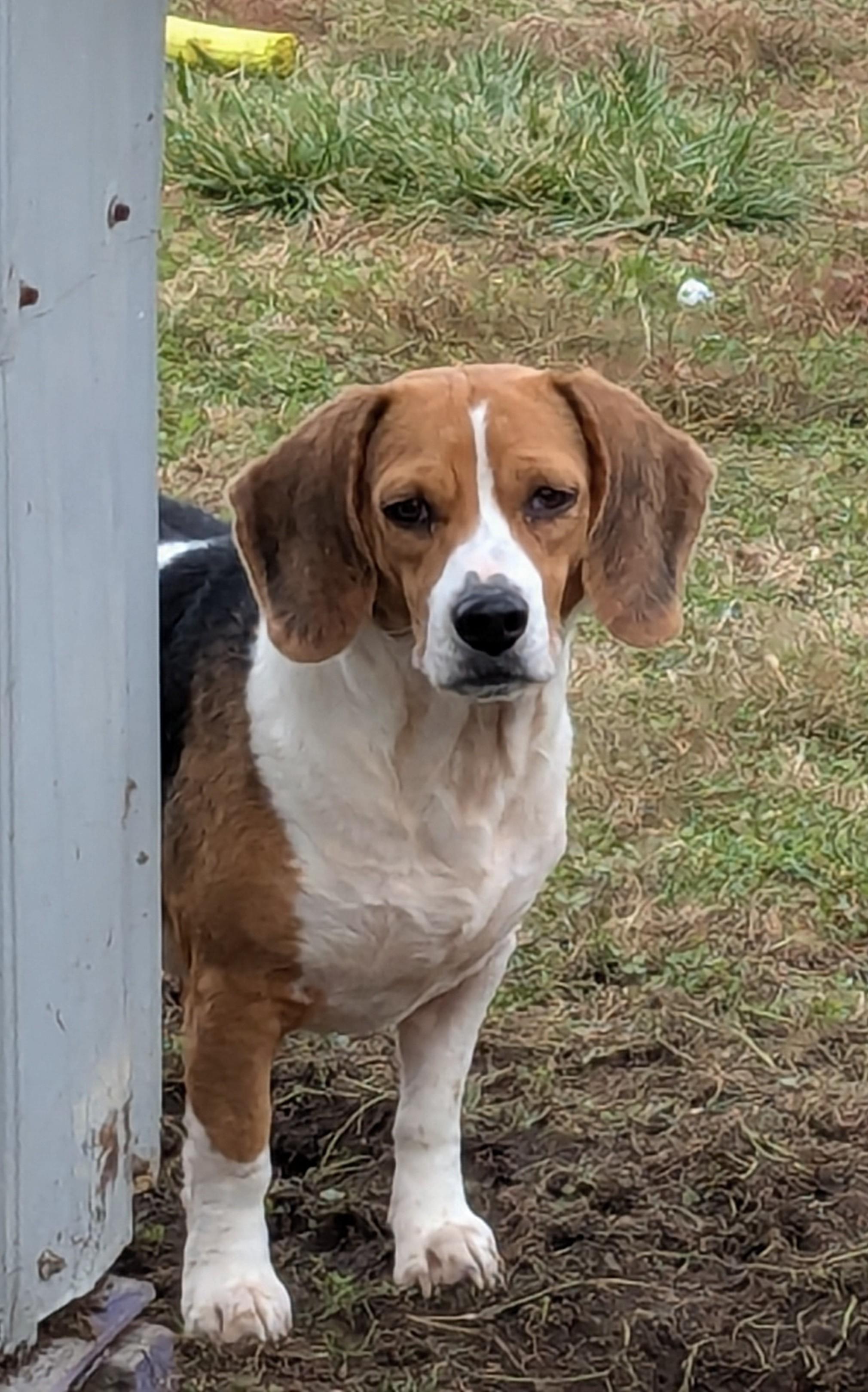 Fig, a Adoptable Beagle in Liberty Center, OH image 5/6