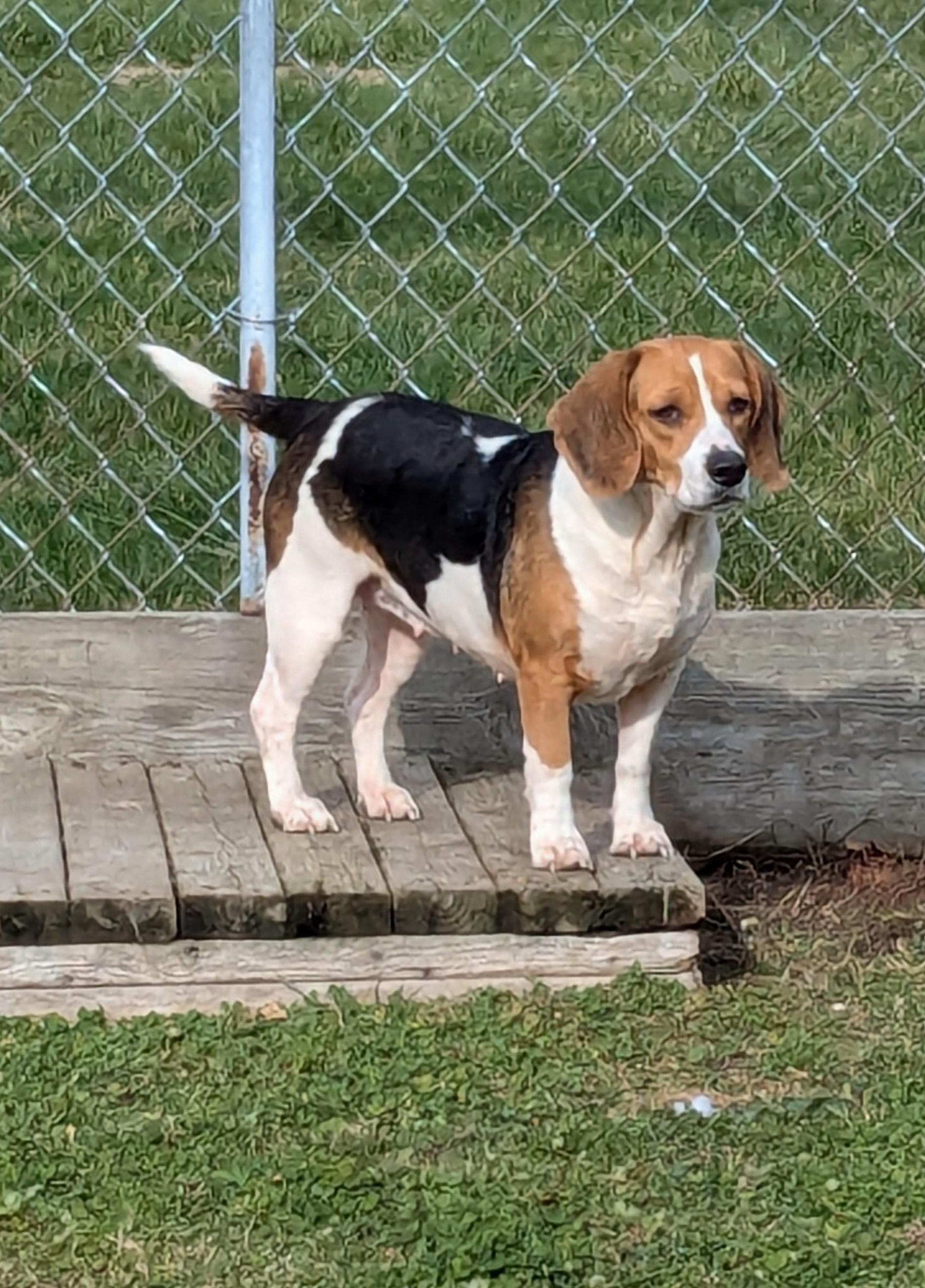 Fig, a Adoptable Beagle in Liberty Center, OH image 6/6