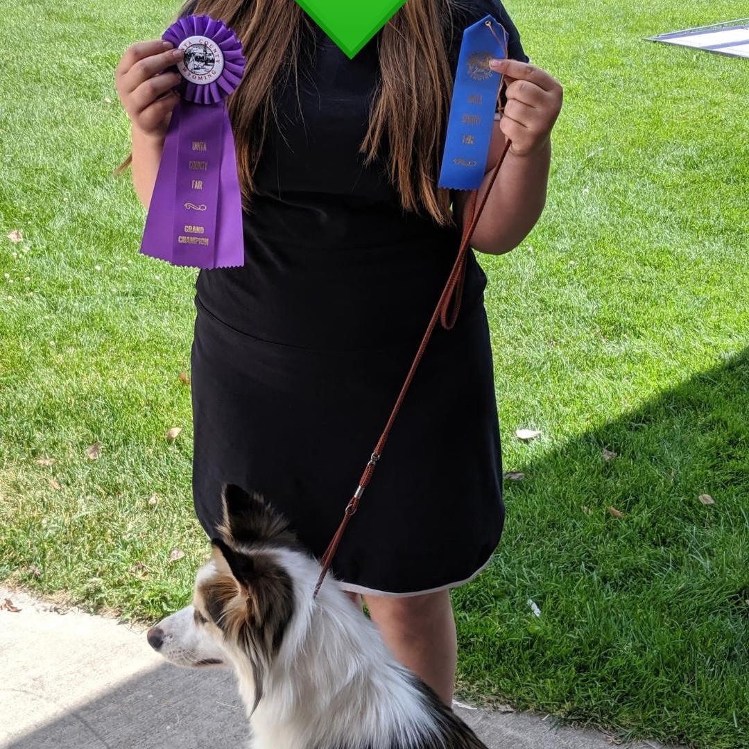 Mickalano (Mickey), an adoptable Australian Shepherd in Thayne, WY, 83127 | Photo Image 5