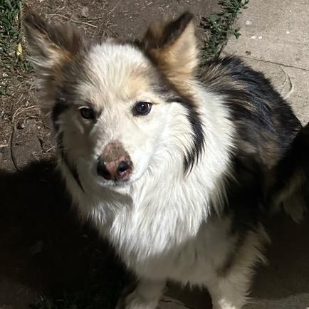 Mickalano (Mickey), a Adoptable Australian Shepherd in Thayne, WY image 1/6
