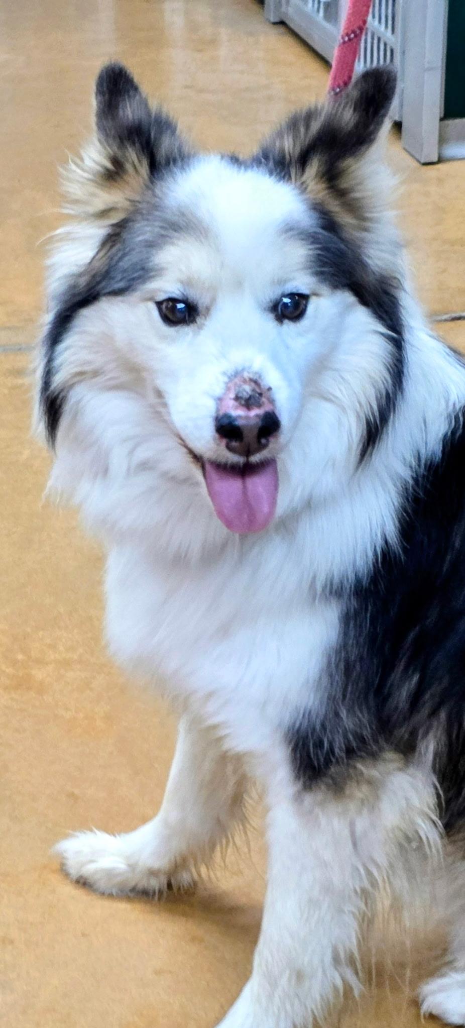 Mickalano (Mickey), a Adoptable Australian Shepherd in Thayne, WY image 2/6