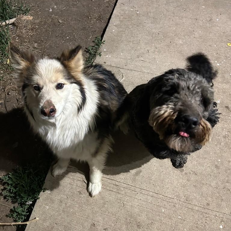 Mickalano (Mickey), an adoptable Australian Shepherd in Thayne, WY, 83127 | Photo Image 2