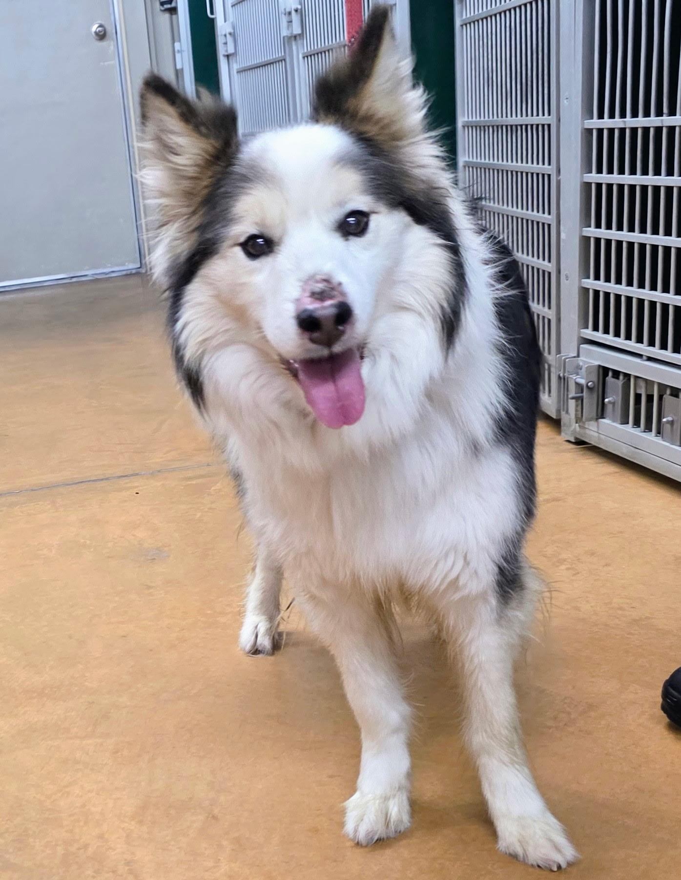 Mickalano (Mickey), a Adoptable Australian Shepherd in Thayne, WY image 3/6