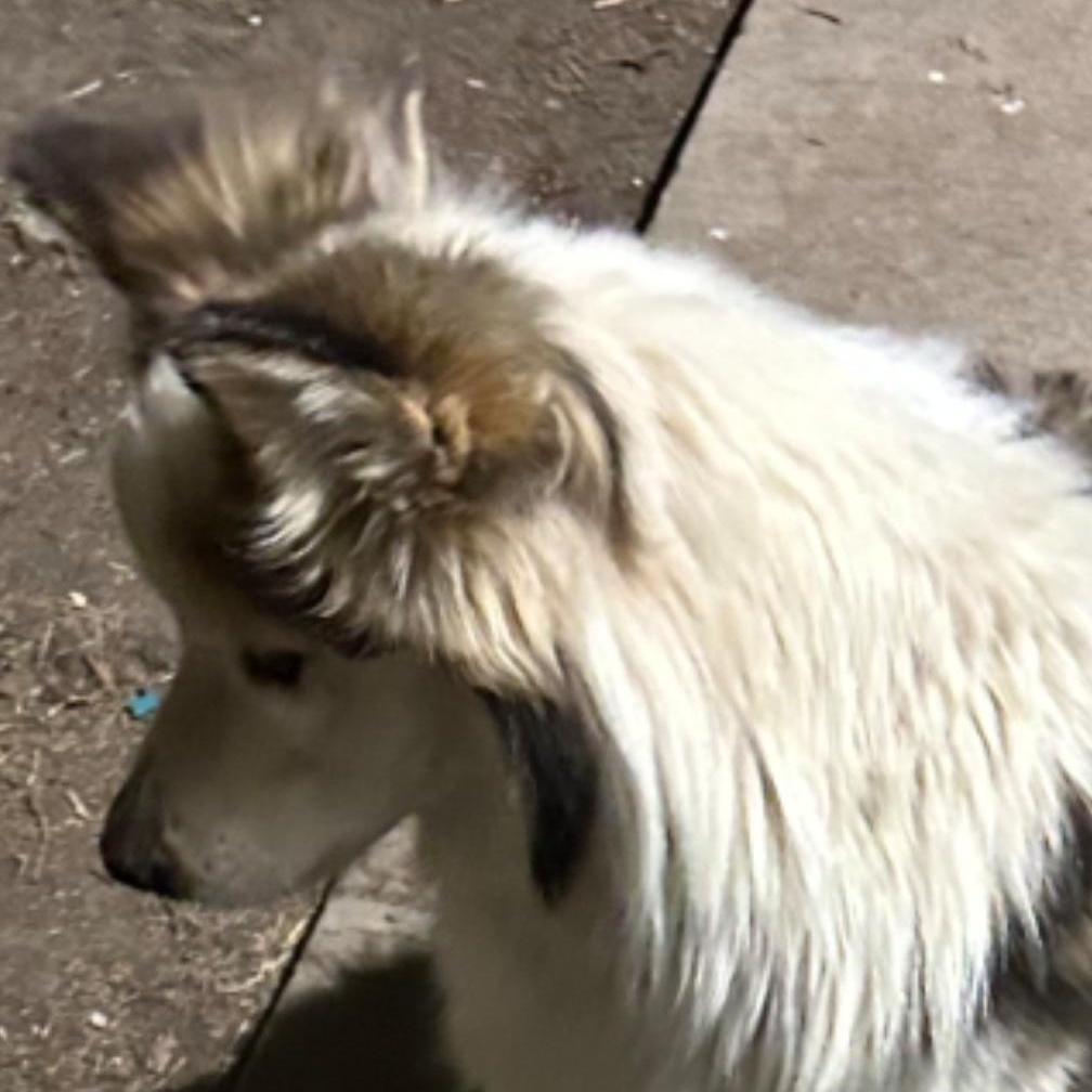 Mickalano (Mickey), a Adoptable Australian Shepherd in Thayne, WY image 5/6