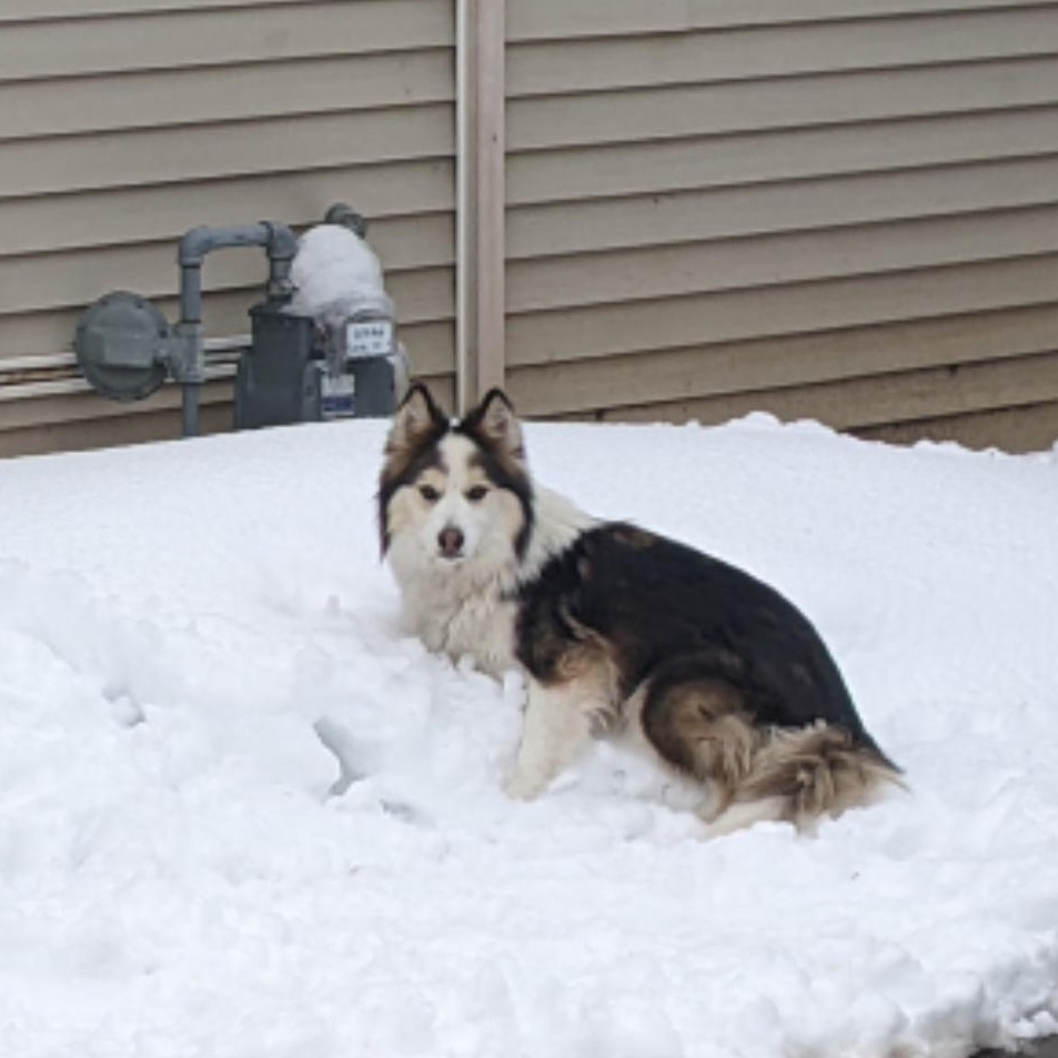 Mickalano (Mickey), a Adoptable Australian Shepherd in Thayne, WY image 4/6