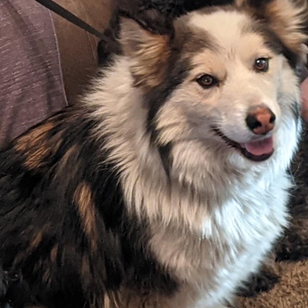 Mickalano (Mickey), a Adoptable Australian Shepherd in Thayne, WY image 6/6