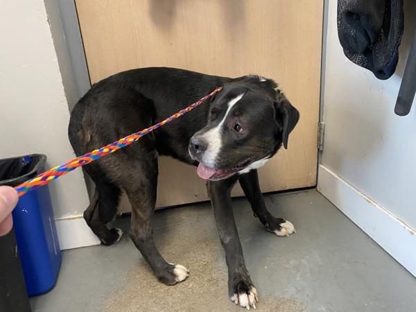 Enlarge *Atreyu*, a Adoptable mixed breed in Salt Lake City, UT image 1/1