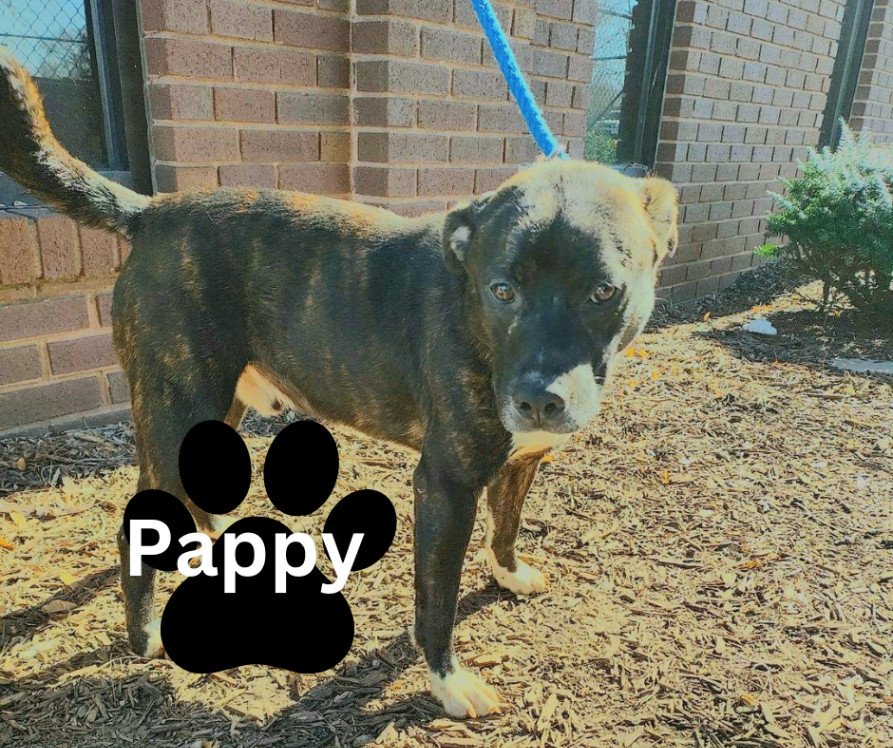 Pappy