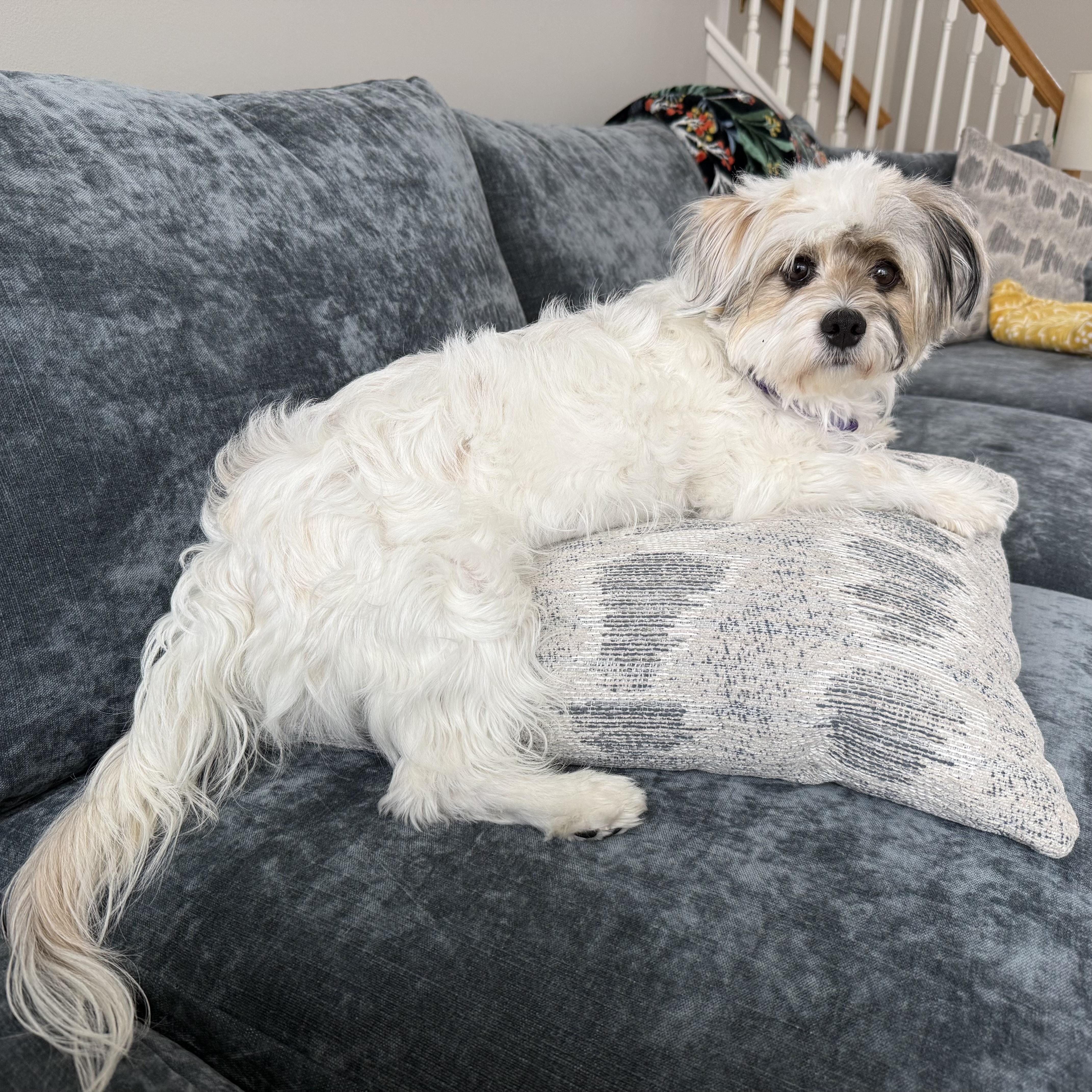 Enlarge Daisy, an adoptable mixed breed in Prior Lake, MN image 5/6