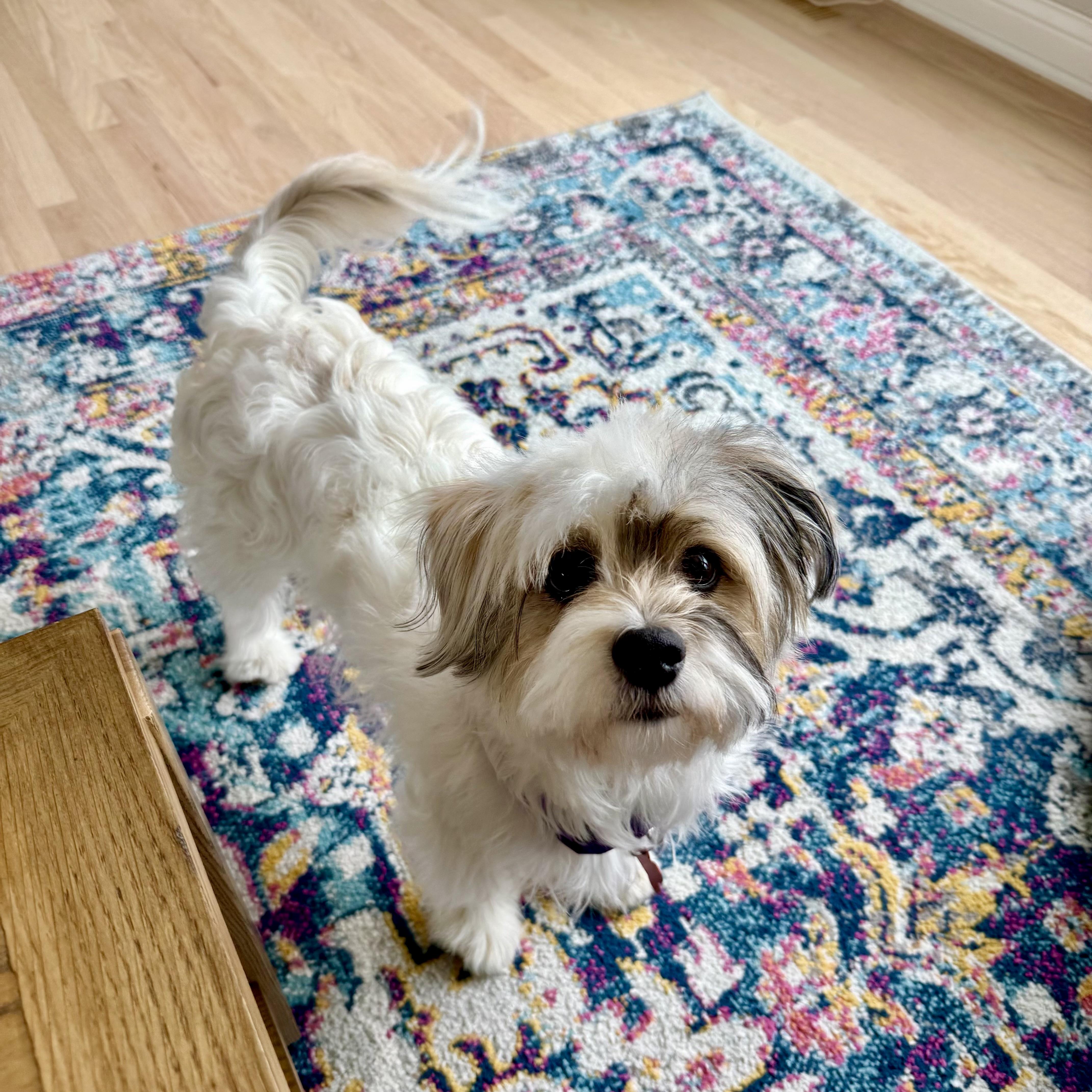 Enlarge Daisy, an adoptable mixed breed in Prior Lake, MN image 6/6