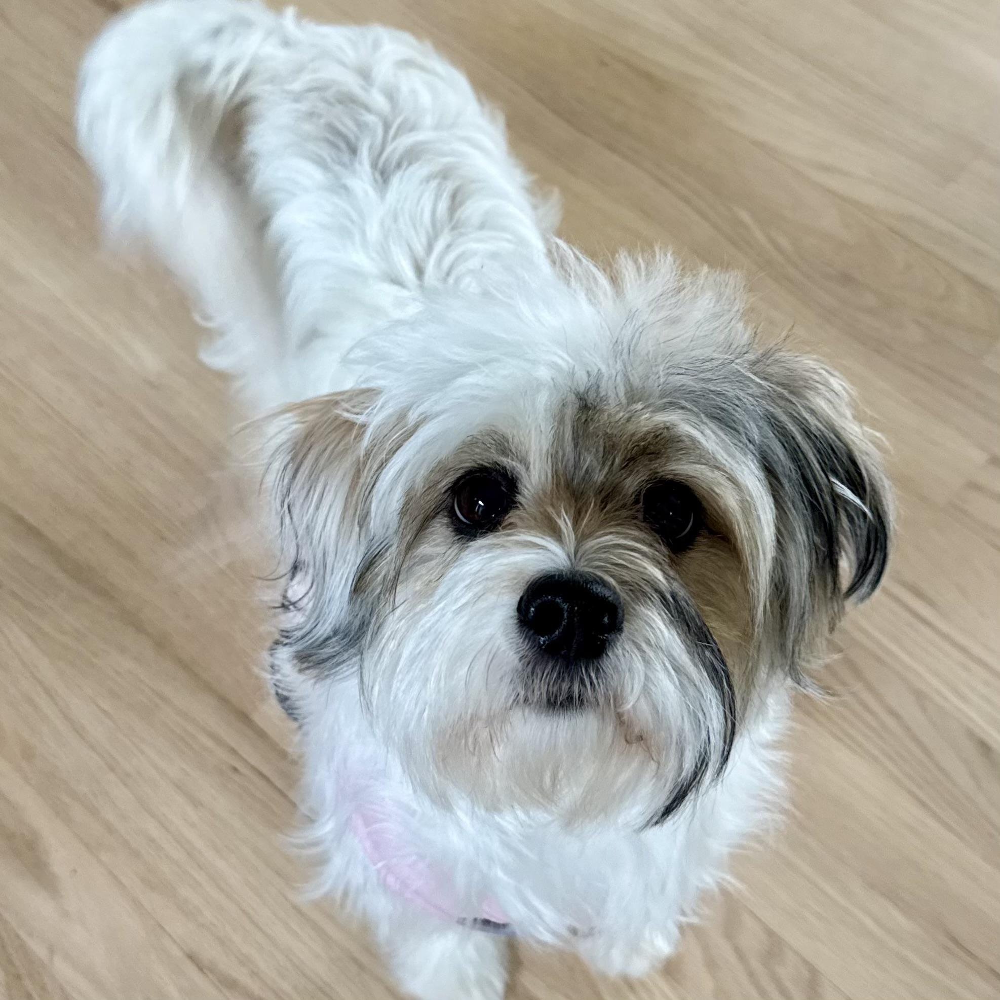 Enlarge Daisy, an adoptable mixed breed in Prior Lake, MN image 2/6