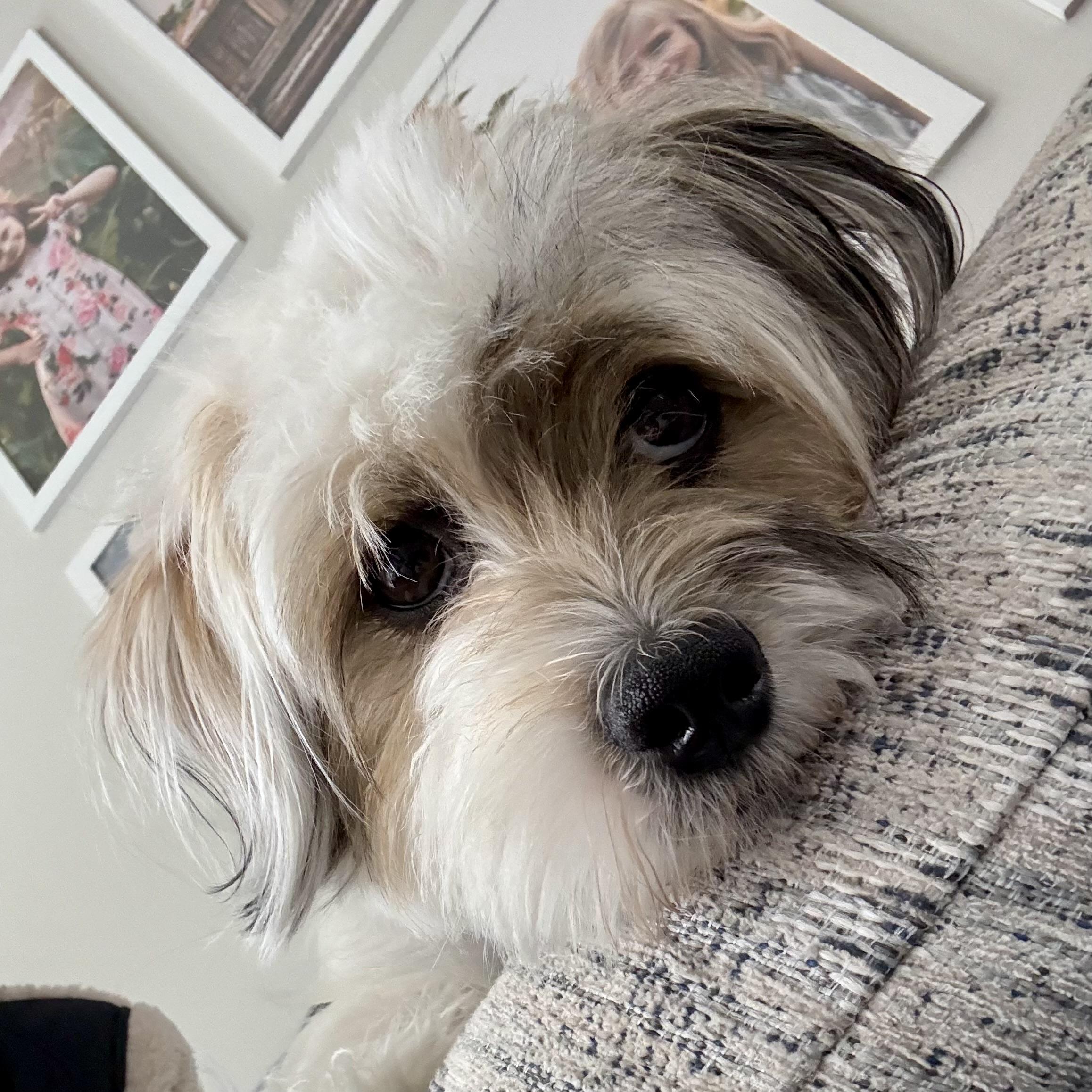 Enlarge Daisy, an adoptable mixed breed in Prior Lake, MN image 3/6