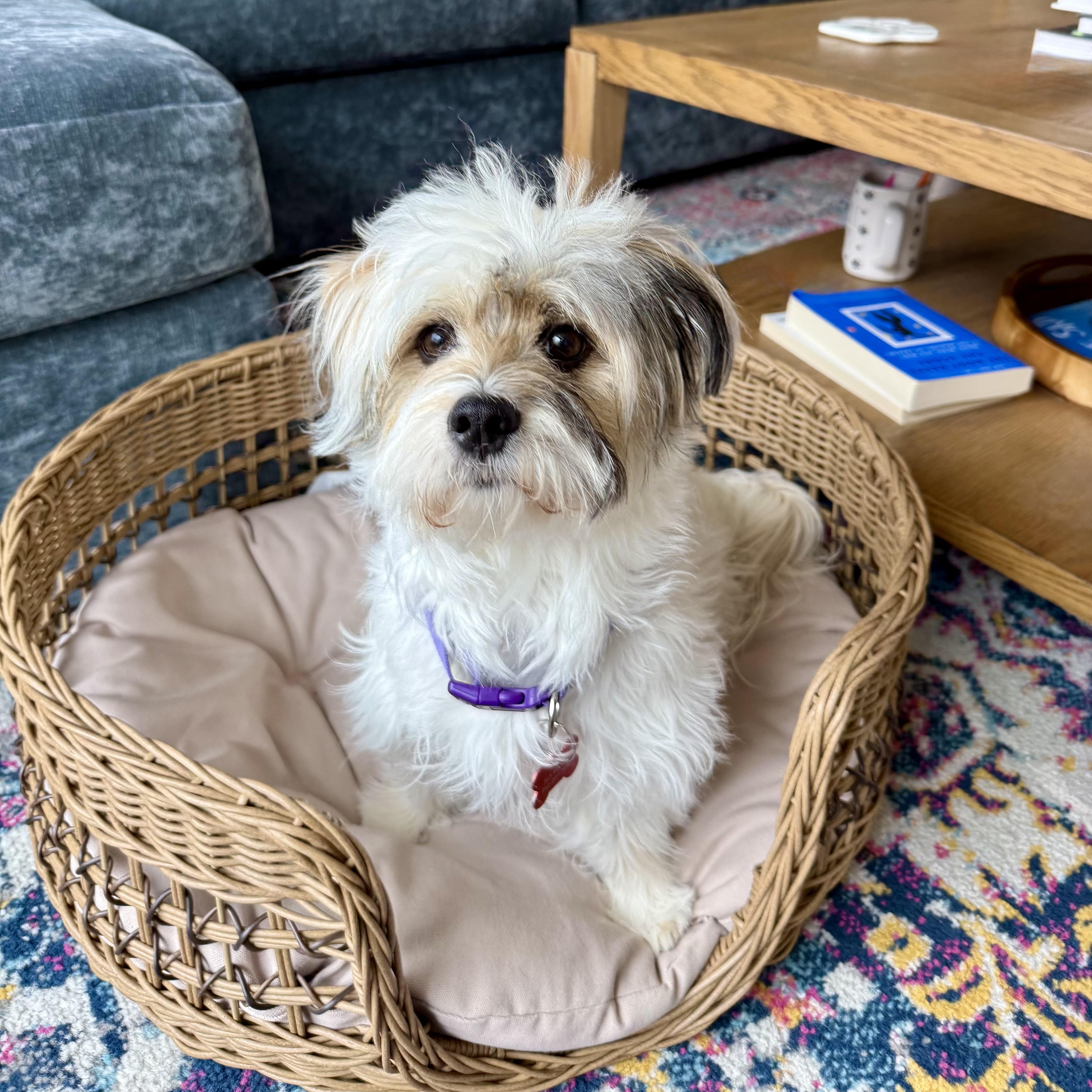 Enlarge Daisy, an adoptable mixed breed in Prior Lake, MN image 4/6