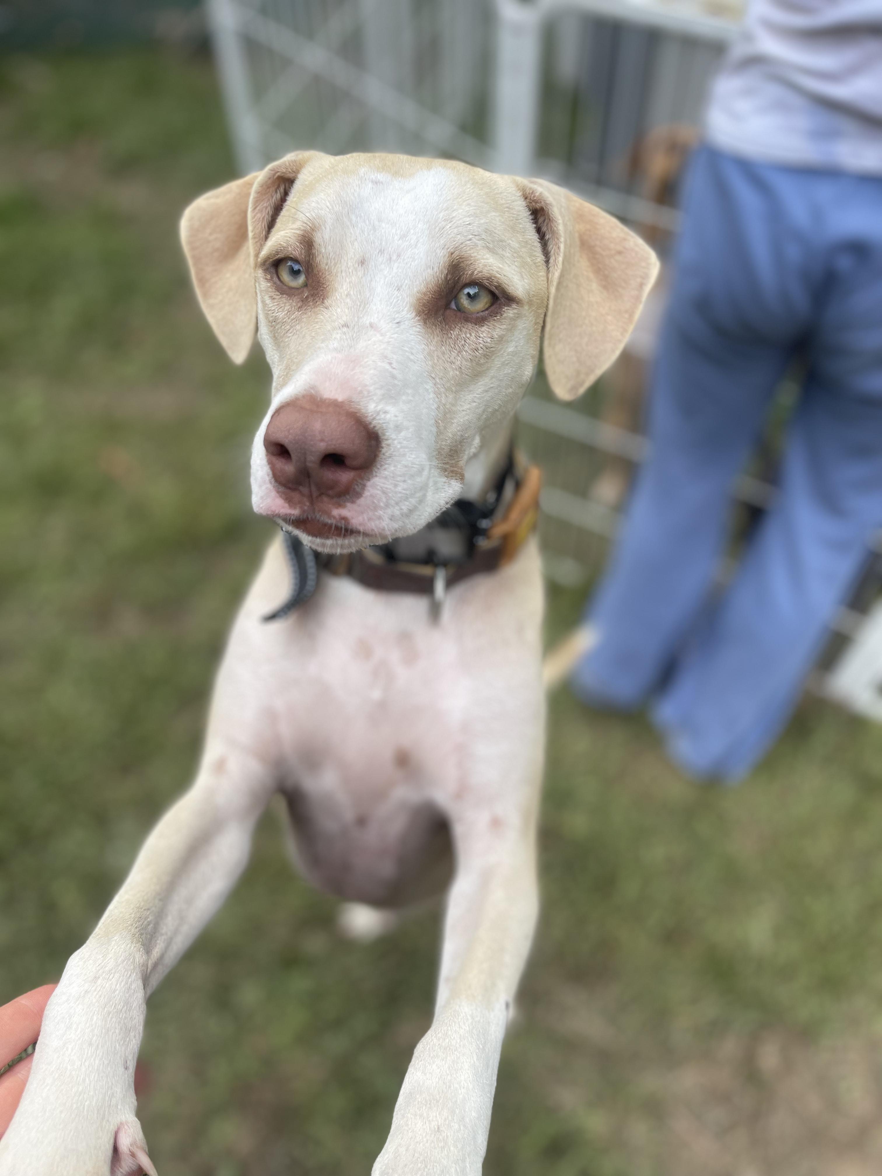 Xander, Adoptable, Young Male Labrador Retriever & Pit Bull Terrier.