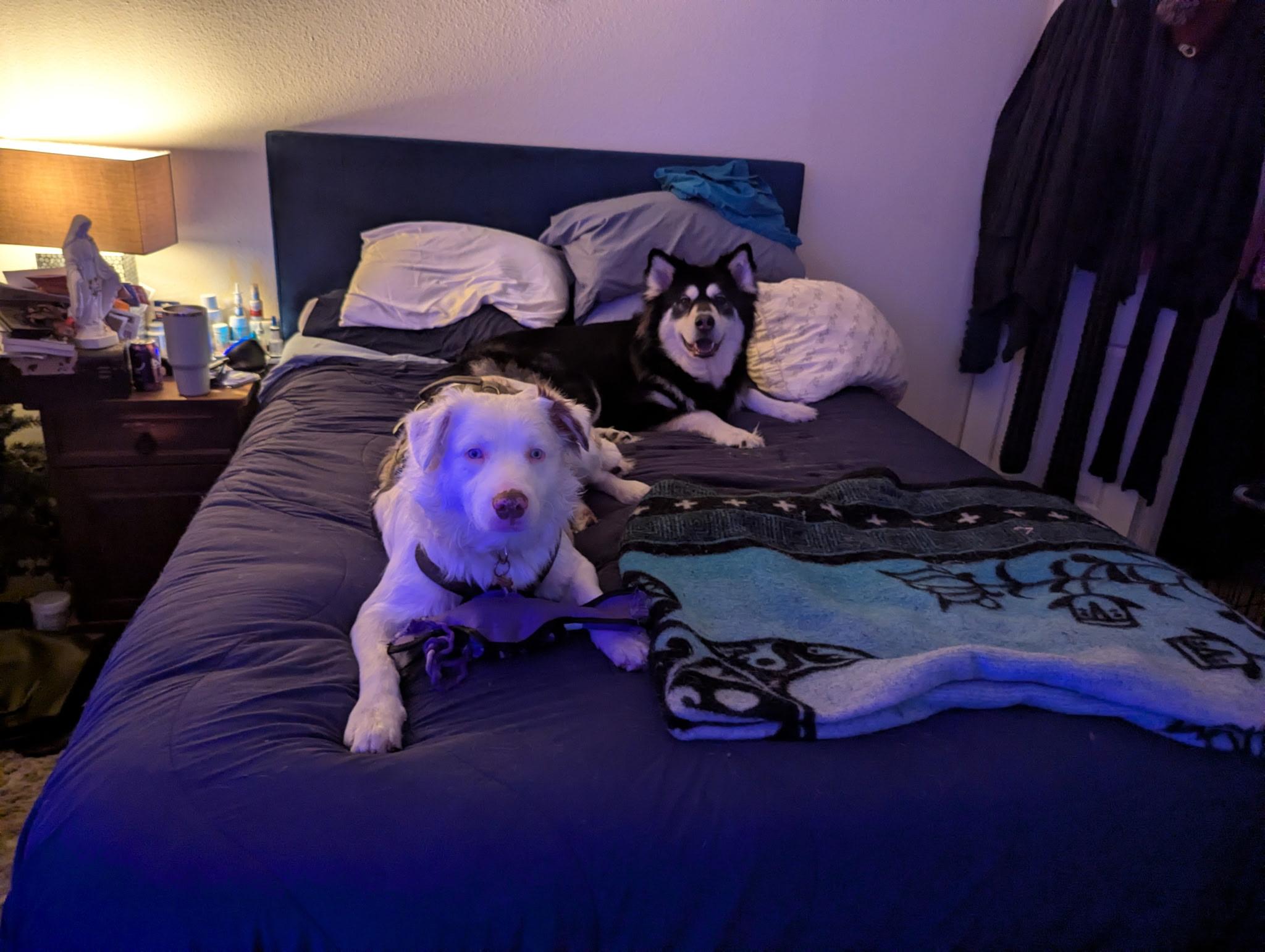 Enlarge Gemma, a Adoptable mixed breed in Houston, TX image 2/3