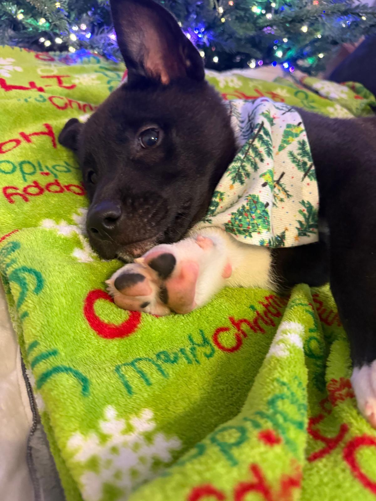 Enlarge Mittens , a Adoptable mixed breed in Yonkers, NY image 2/6