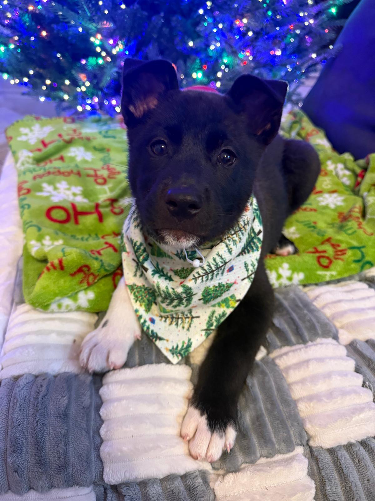 Enlarge Mittens , a Adoptable mixed breed in Yonkers, NY image 3/6