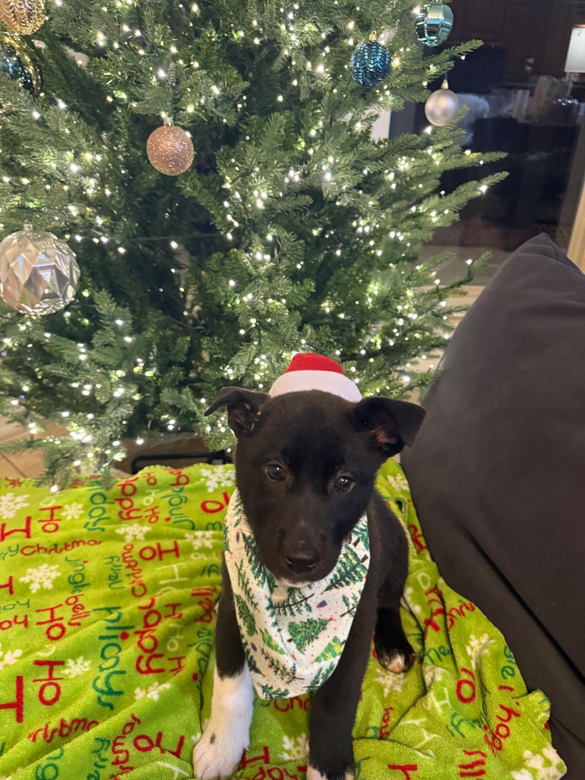 Enlarge Mittens , a Adoptable mixed breed in Yonkers, NY image 1/6