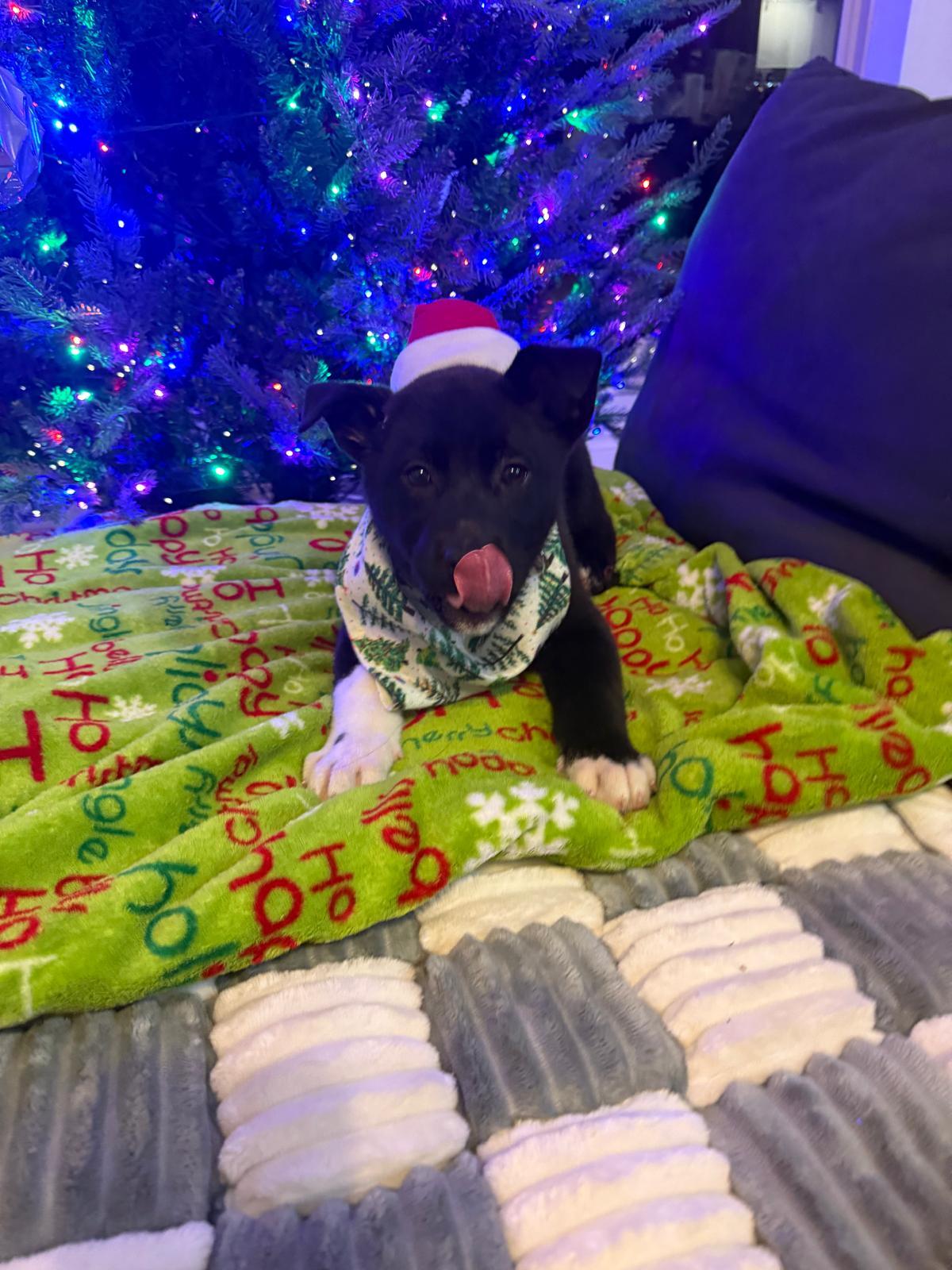 Enlarge Mittens , a Adoptable mixed breed in Yonkers, NY image 4/6