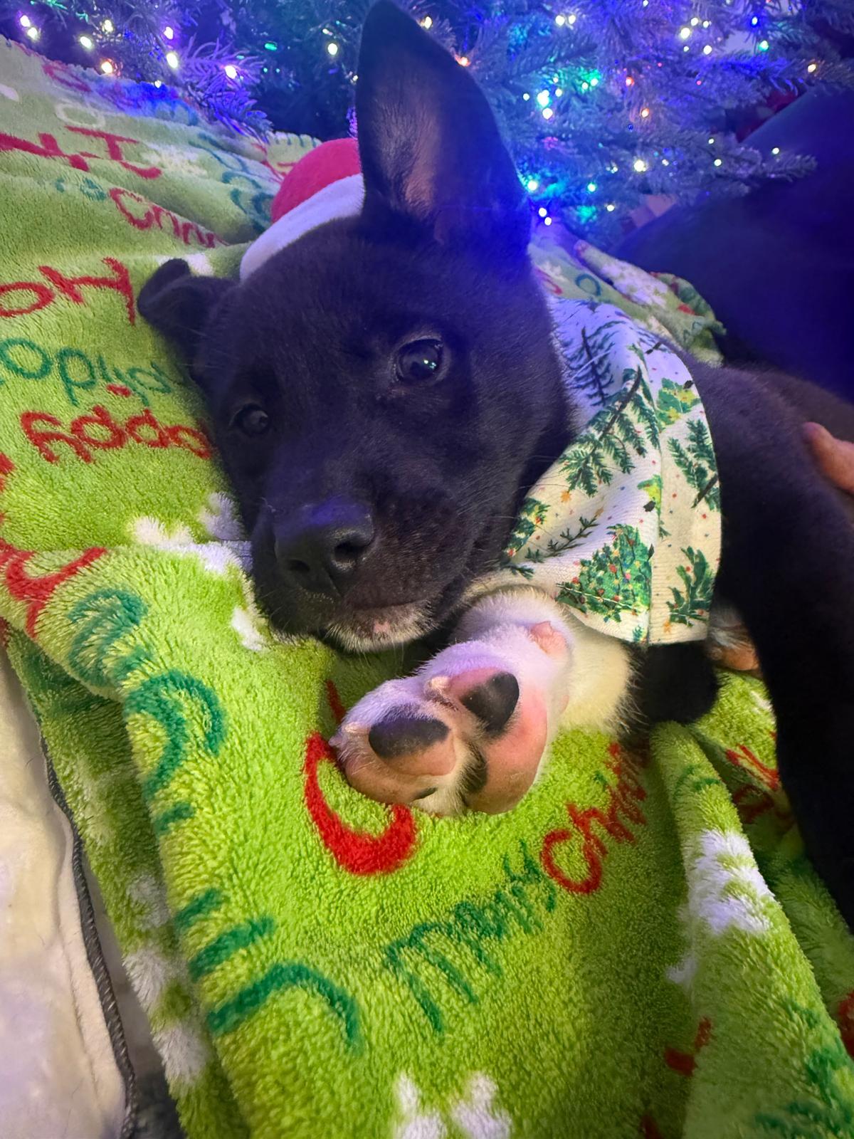 Enlarge Mittens , a Adoptable mixed breed in Yonkers, NY image 5/6