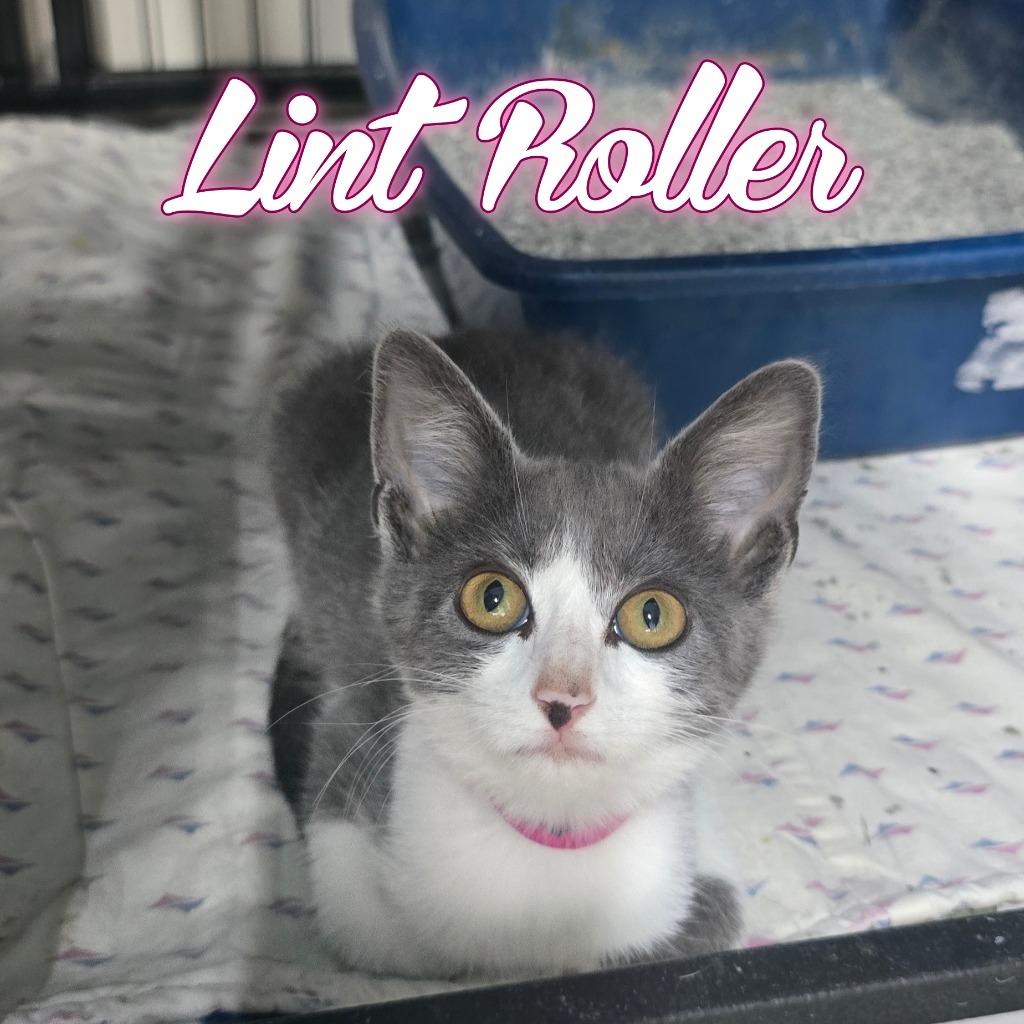 Lint Roller, Adoptable, Kitten Female Domestic Short Hair.