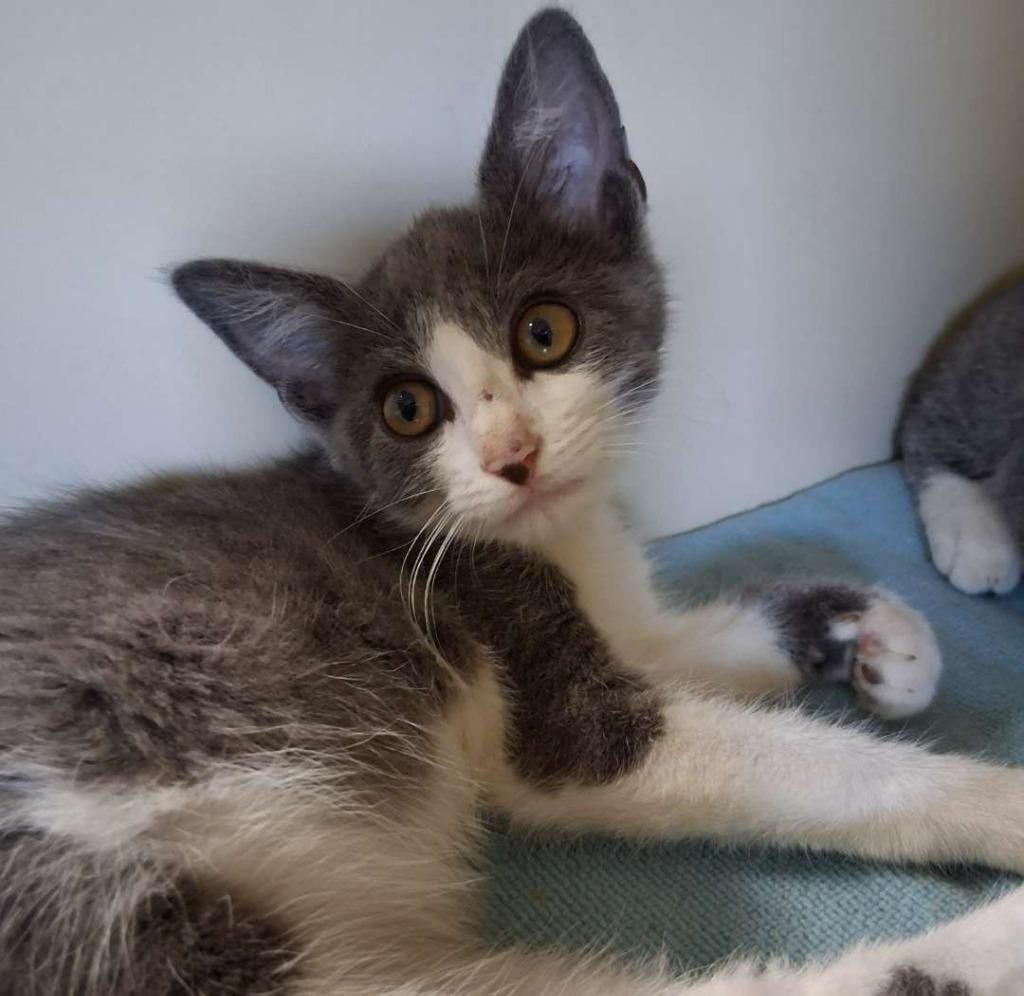 Lint Roller, a Adoptable Domestic Short Hair in Hillsboro, OH image 2/2