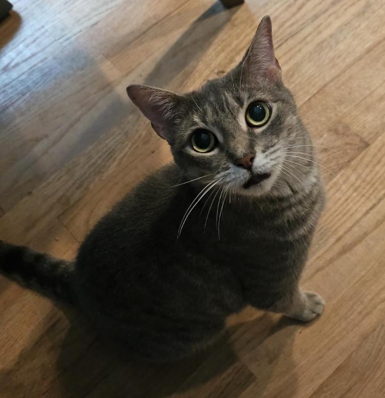 Marlo&Violet (bonded pair), a Adoptable Domestic Short Hair in Sayville, NY image 6/6