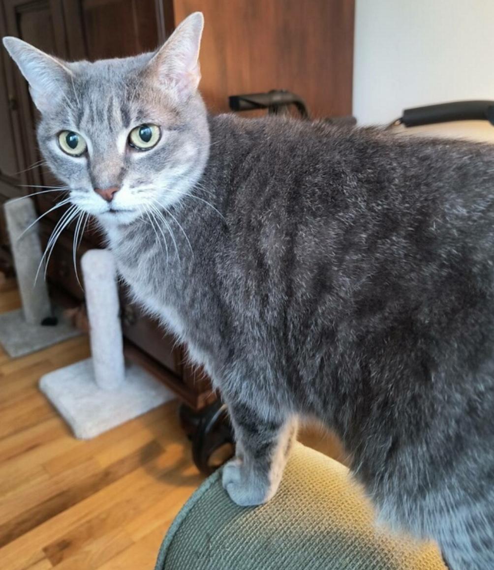 Marlo&Violet (bonded pair), Adoptable, Senior Female Domestic Short Hair.