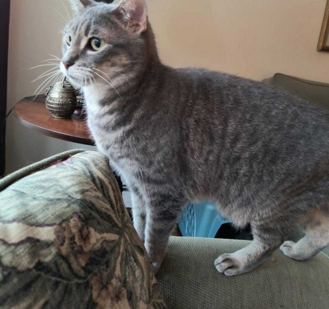 Marlo&Violet (bonded pair), a Adoptable Domestic Short Hair in Sayville, NY image 4/6