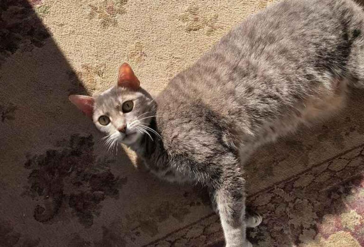 Marlo&Violet (bonded pair), a Adoptable Domestic Short Hair in Sayville, NY image 3/6