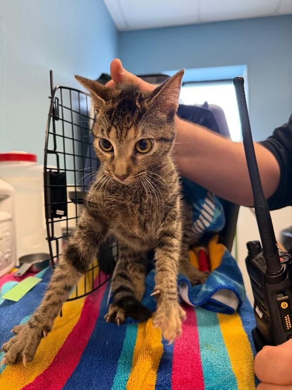 Razzle, a Adoptable Domestic Short Hair in Supply, NC image 1/2