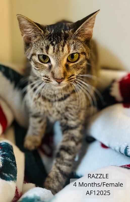 Razzle, a Adoptable Domestic Short Hair in Supply, NC image 2/2