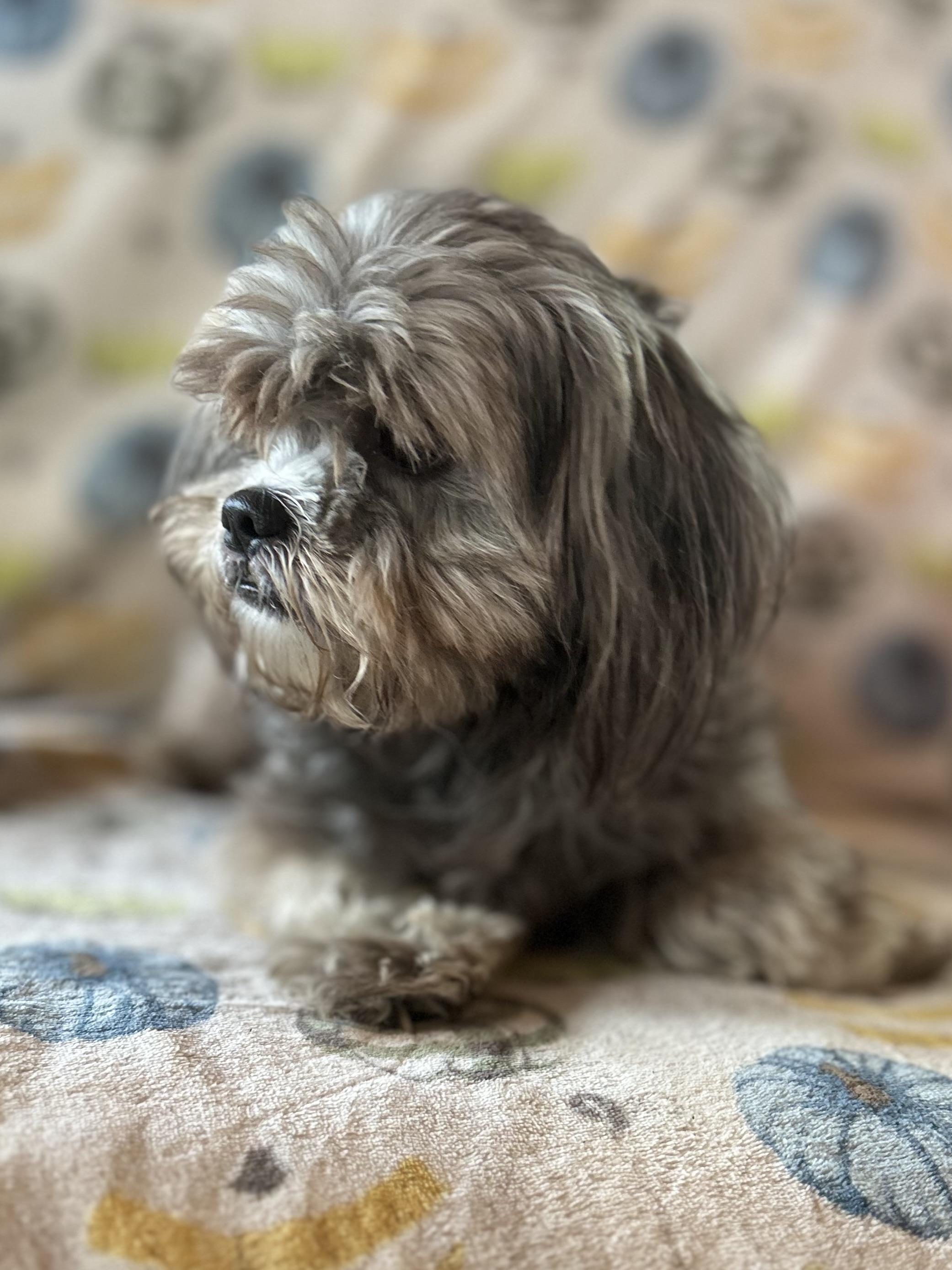 Enlarge Otto, an adopted Lhasa Apso in West Falls, NY image 3/3