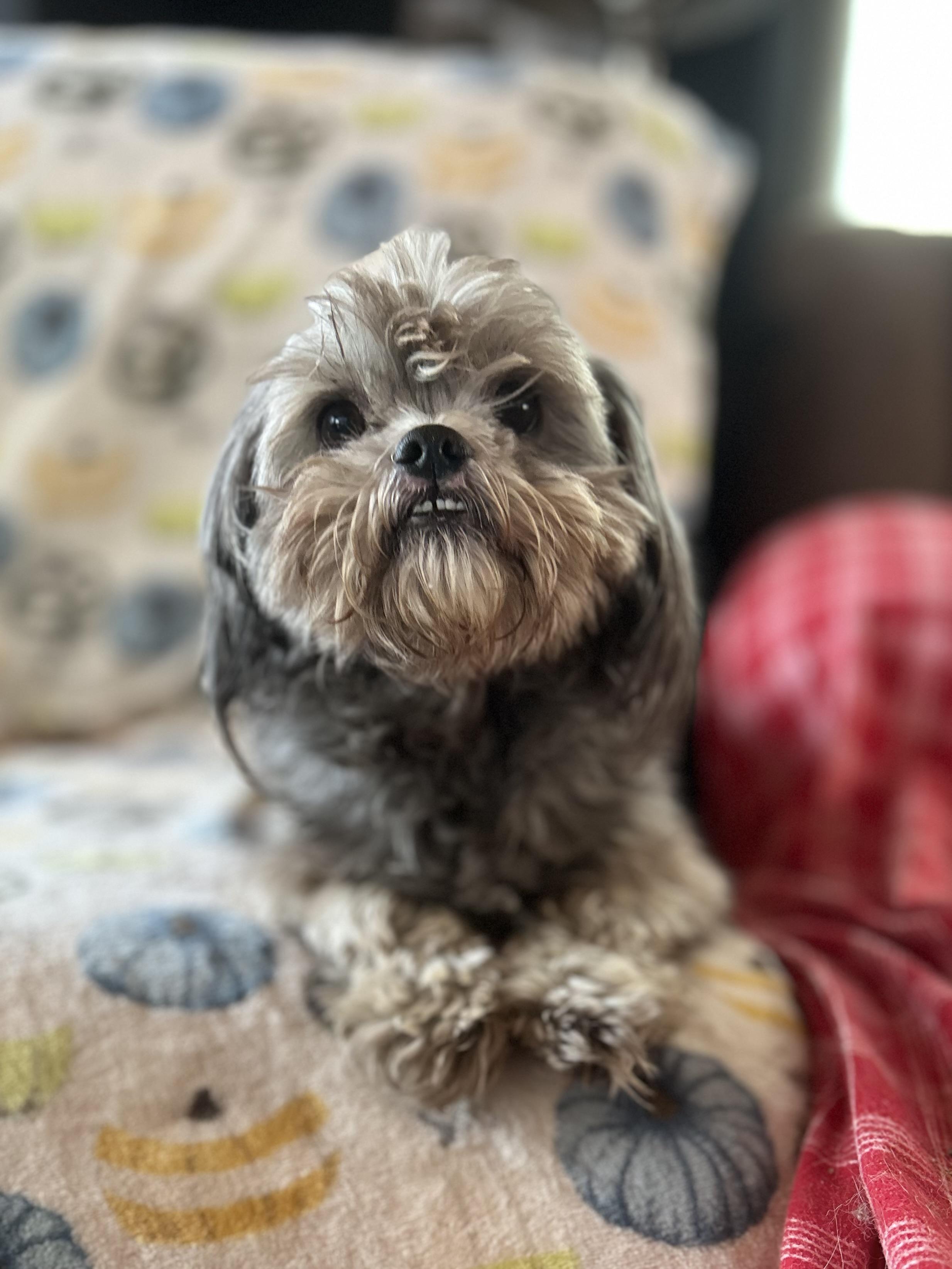 Enlarge Otto, an adopted Lhasa Apso in West Falls, NY image 1/3