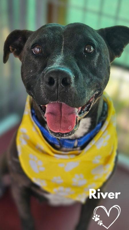 River, a Adoptable Pit Bull Terrier in Monte Vista, CO image 1/3