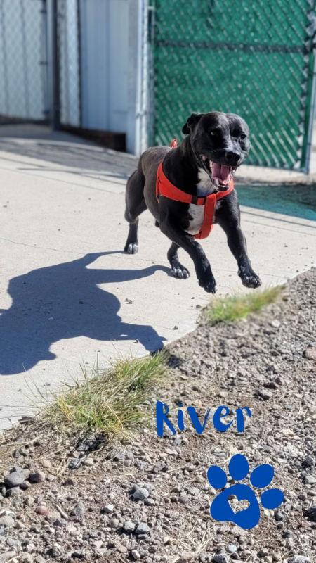 River, Adoptable, Adult Male Pit Bull Terrier.