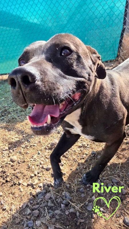 River, Adoptable, Adult Male Pit Bull Terrier.