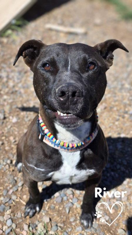 River, Adoptable, Adult Male Pit Bull Terrier.