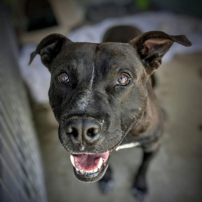 Enlarge River, a Adoptable Pit Bull Terrier in Monte Vista, CO image 2/3
