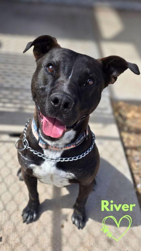 Enlarge River, a Adoptable Pit Bull Terrier in Monte Vista, CO image 3/3