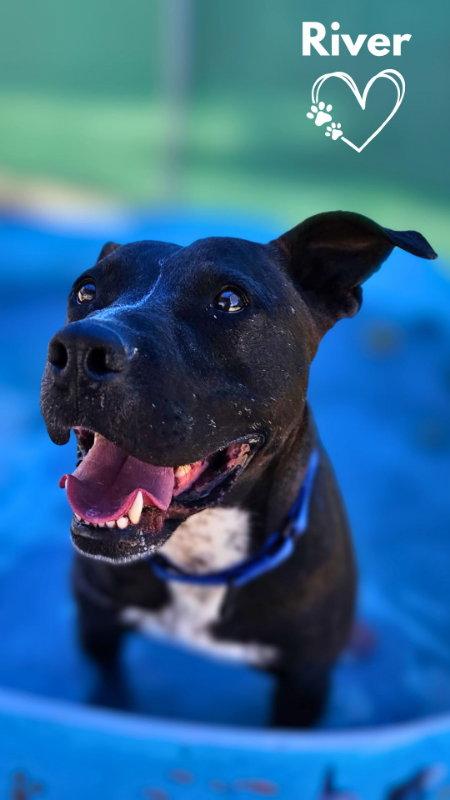 Enlarge River, a Adoptable Pit Bull Terrier in Monte Vista, CO image 3/3