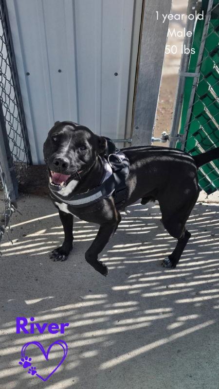River, a Adoptable Pit Bull Terrier image 3/3