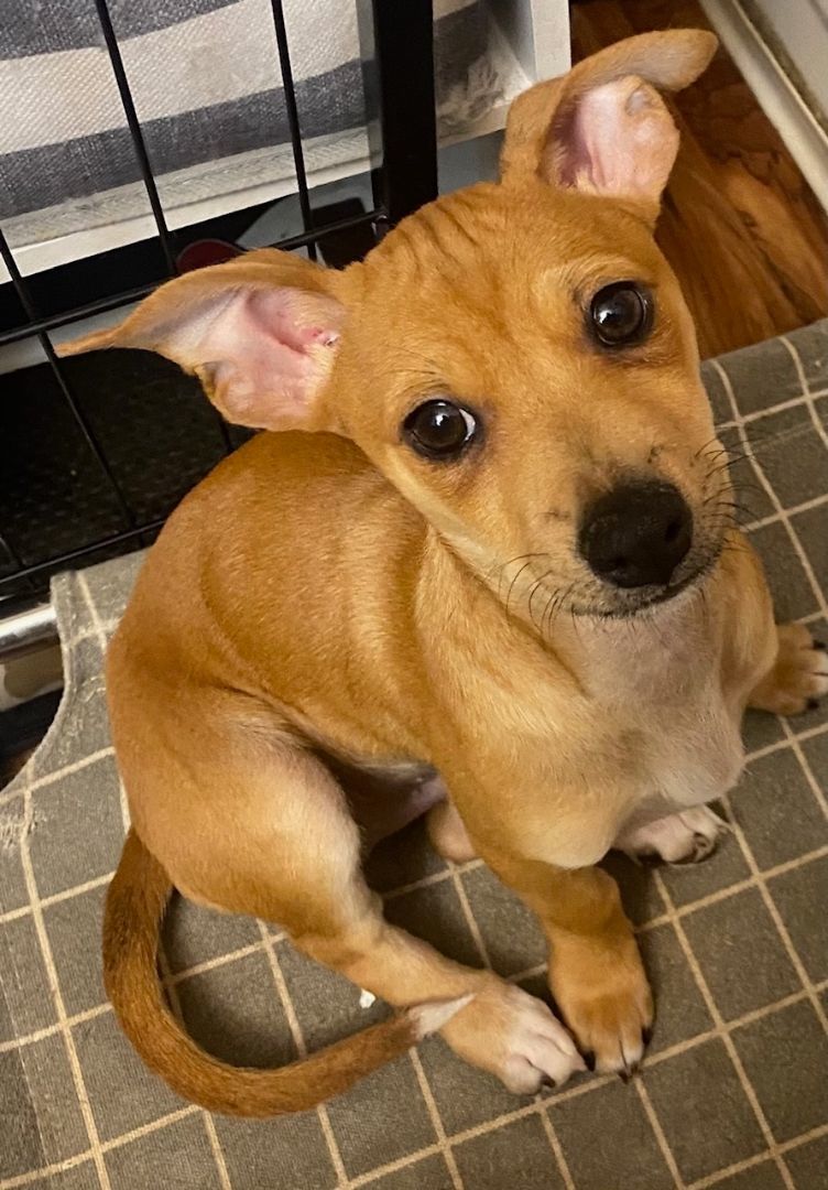 Sage, Adopted, Puppy Male Terrier & Chihuahua.