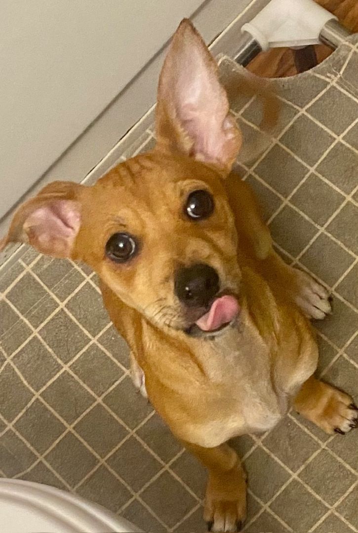 Sage, a Adopted mixed breed in citrus heights, CA image 2/3