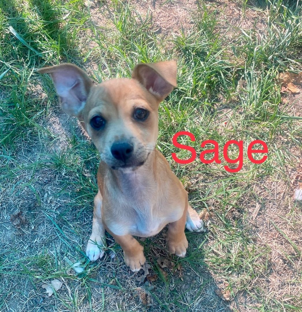 Sage, a Adopted mixed breed in citrus heights, CA image 3/3